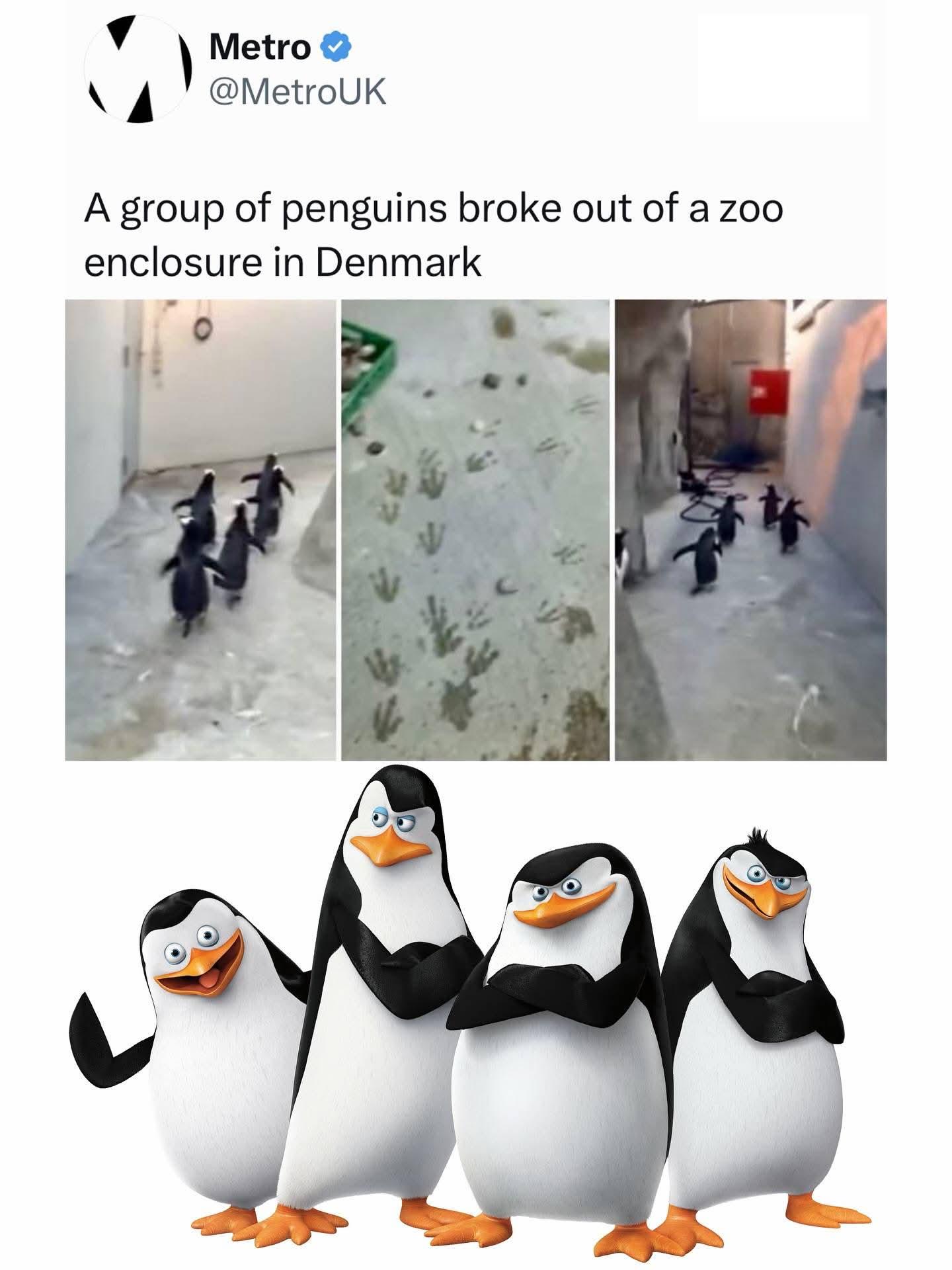 Kowalski, analysis