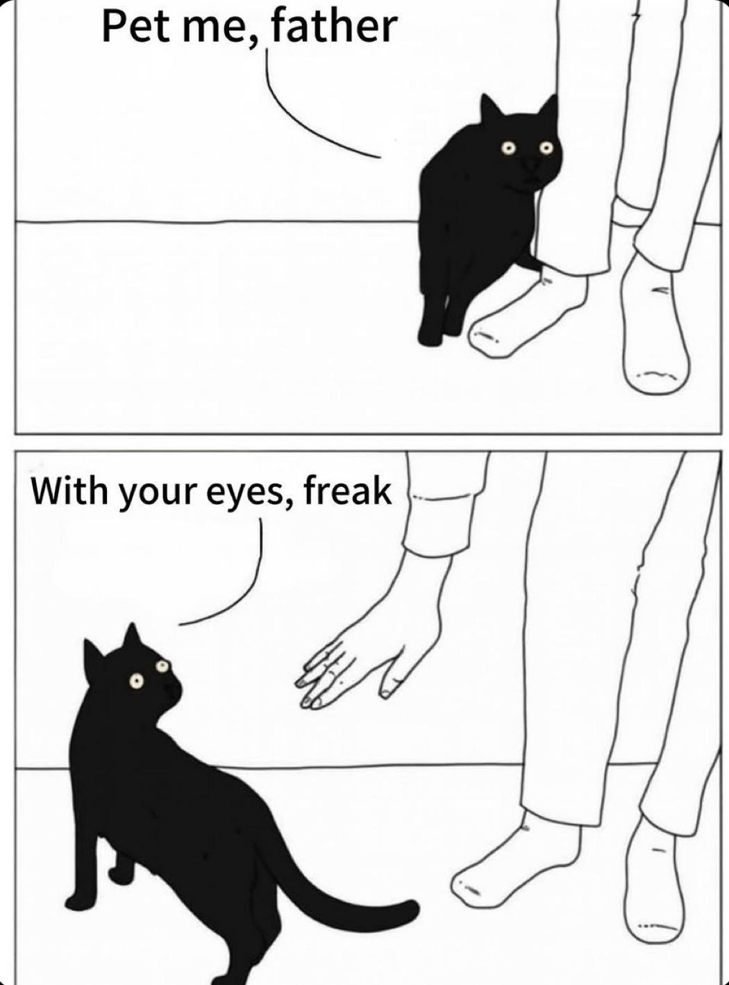 Cats when they want attention