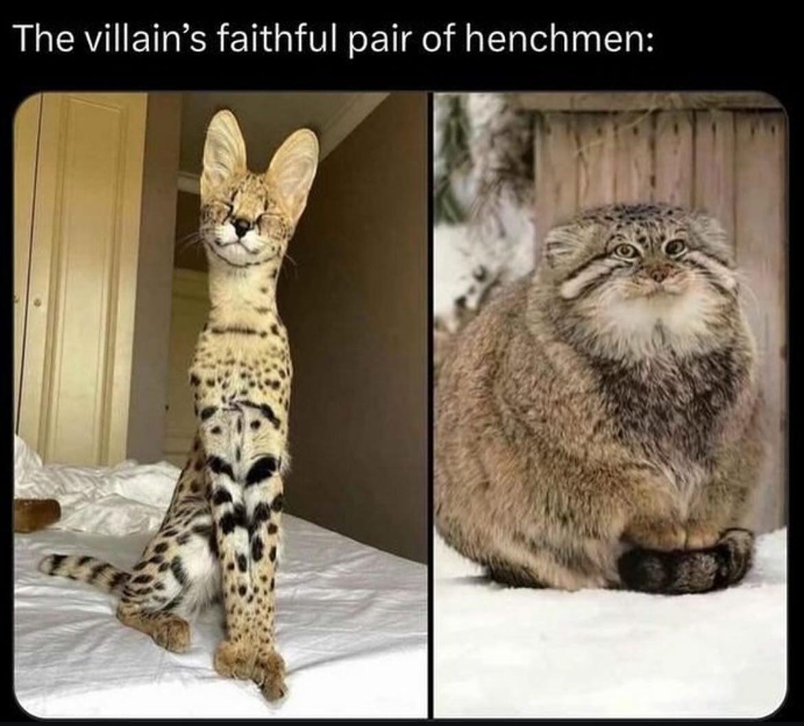 Incompetent but loyal