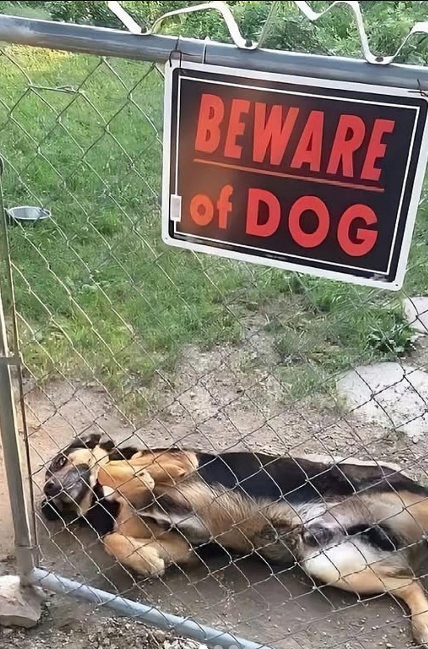 Beware of the dog. The dog: