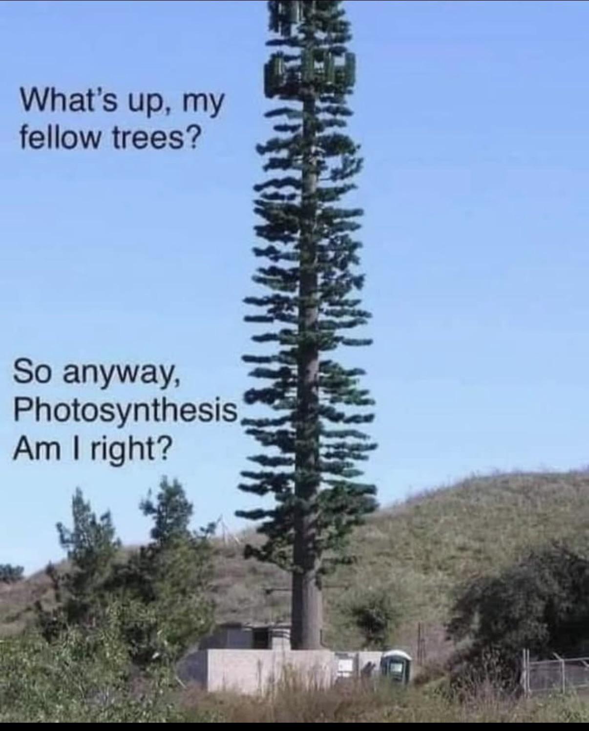 Trees am I right?