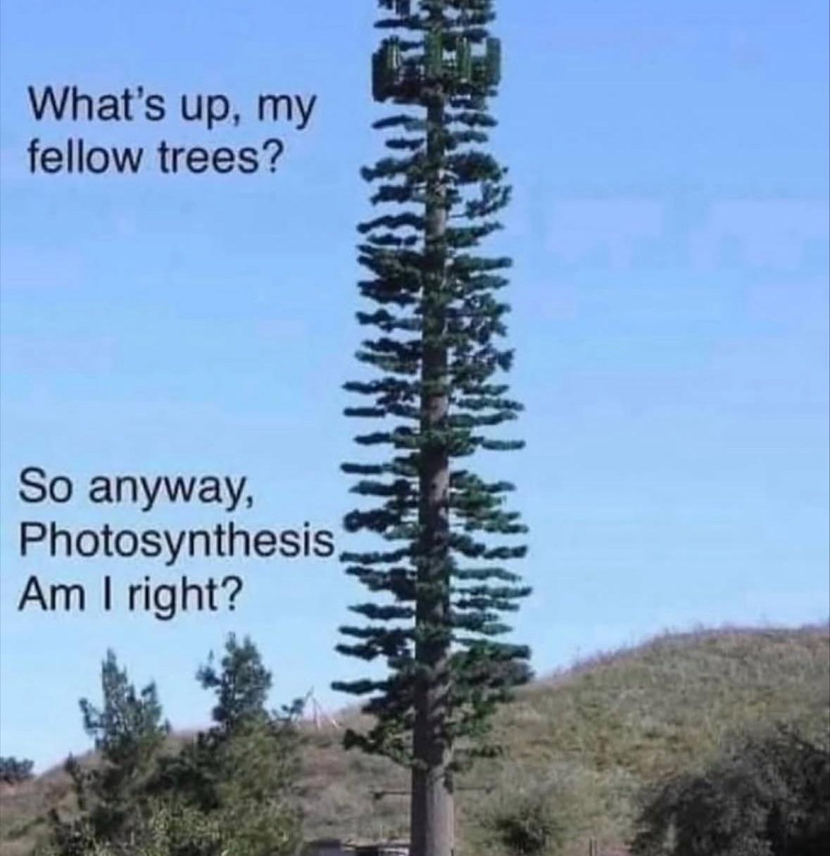 uncanny valley for the trees