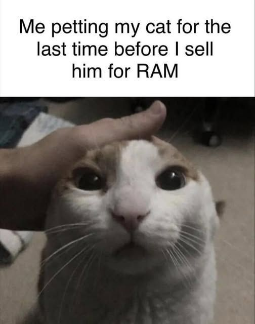 You will be missed 😿