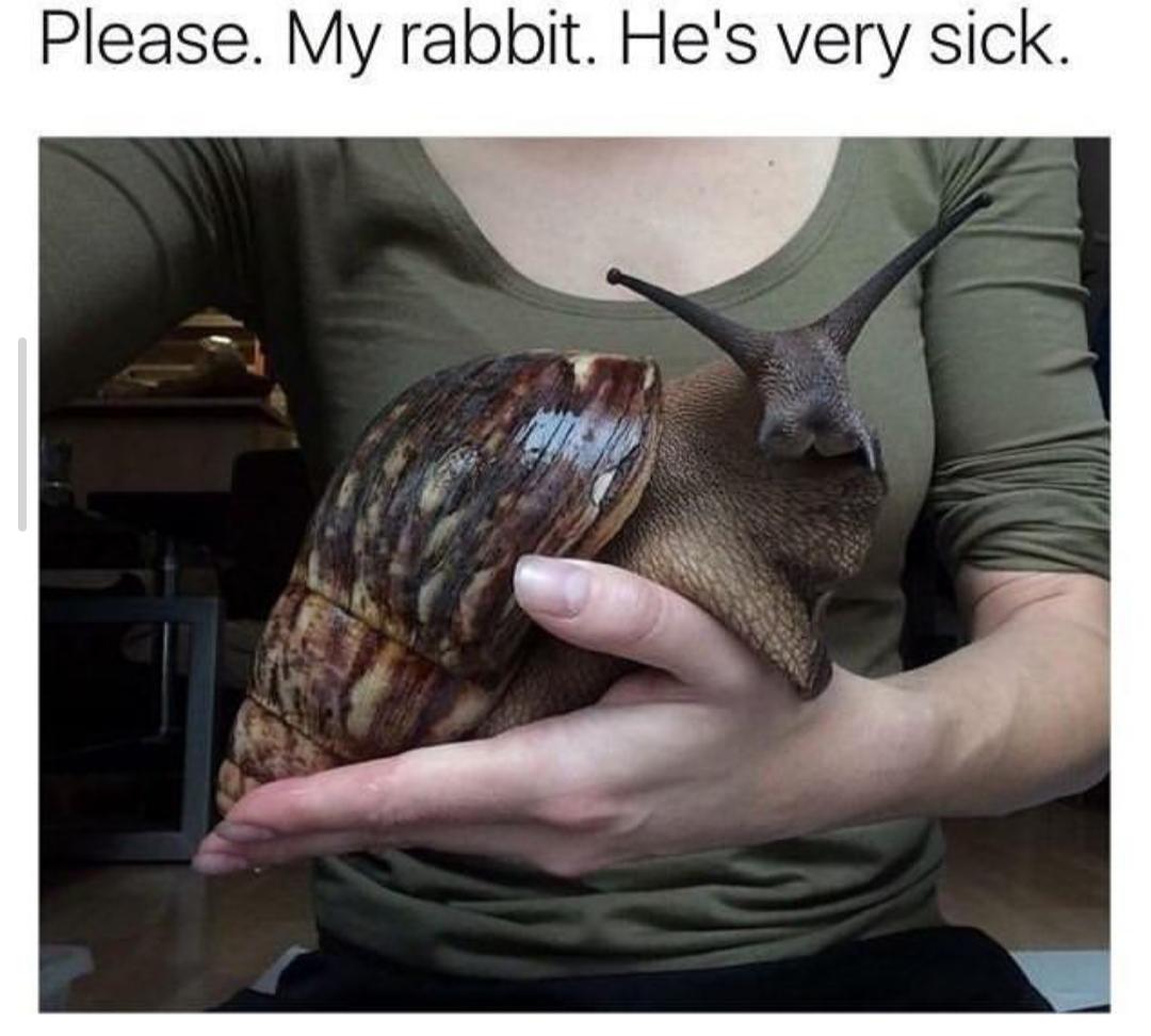 My shaved rabbit😭