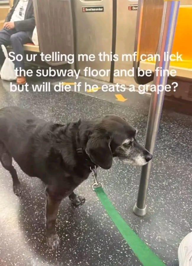 Not to mention he eats his own shit