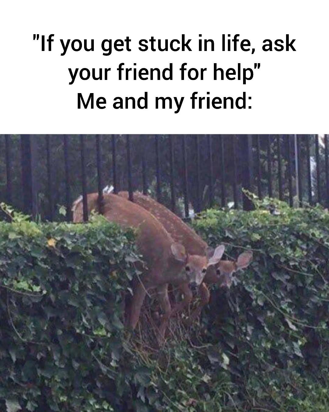 My buddy always with me