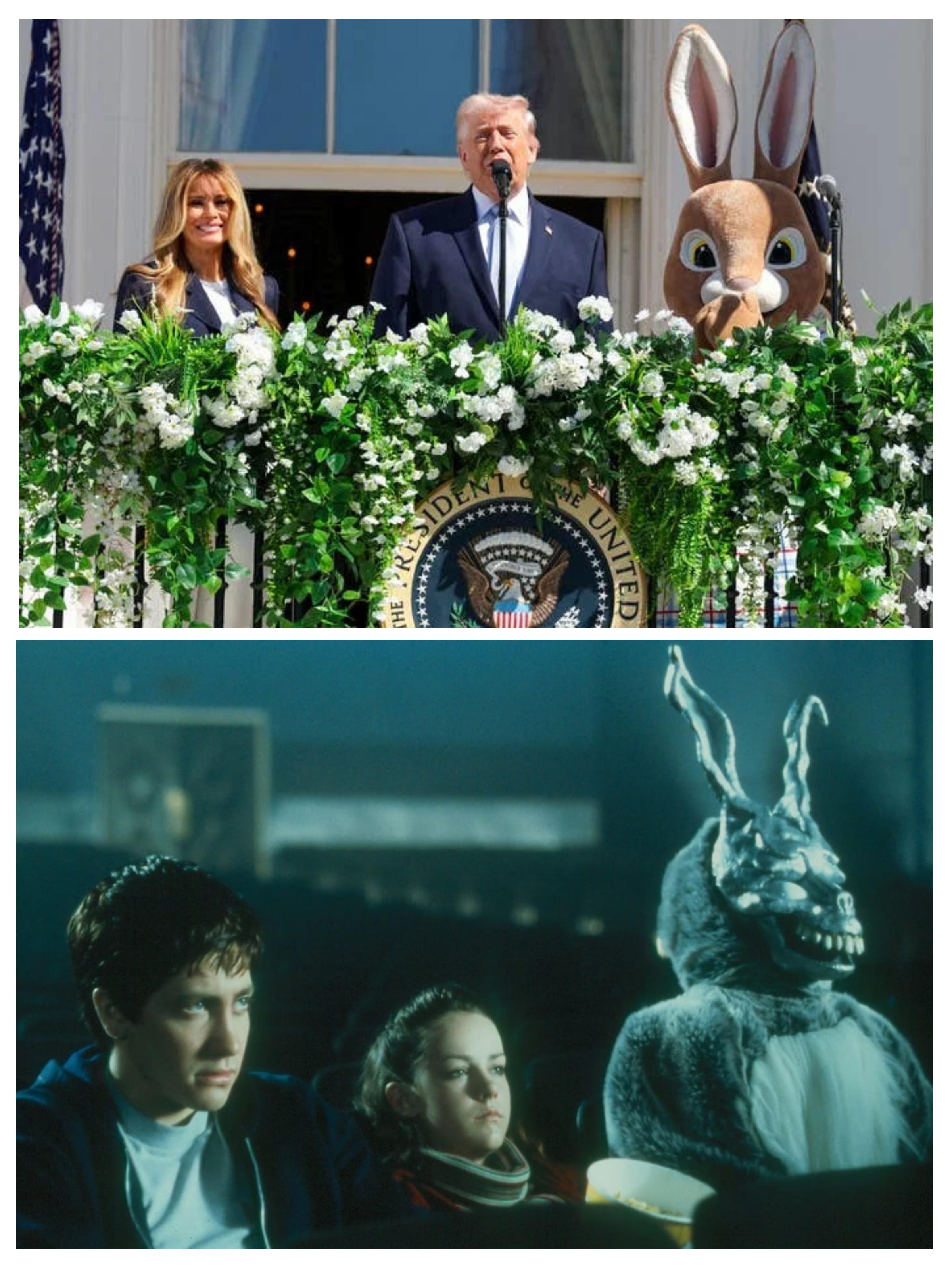 Bunnies 🐰 and Donnies