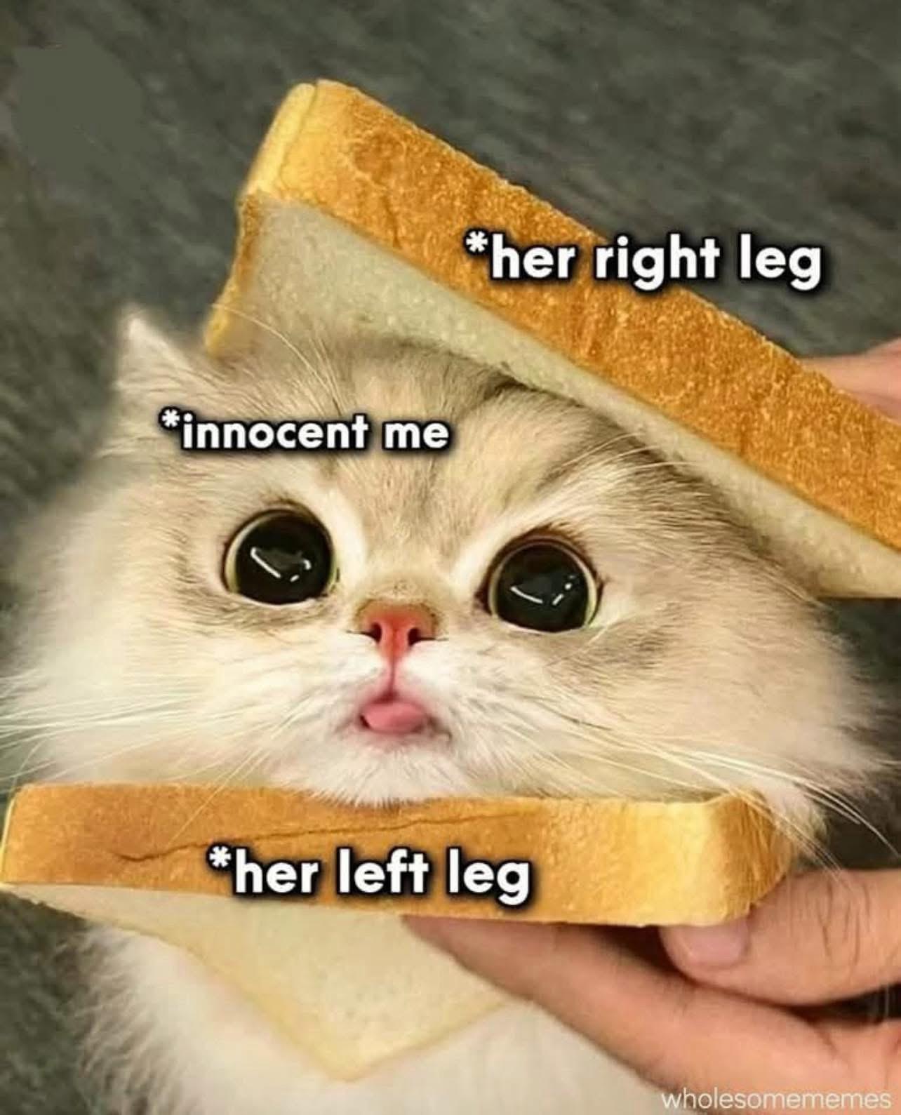 🐱🐱🐱🐱🐱🐱🐱🐱🐱🐱🐱🐱🐱