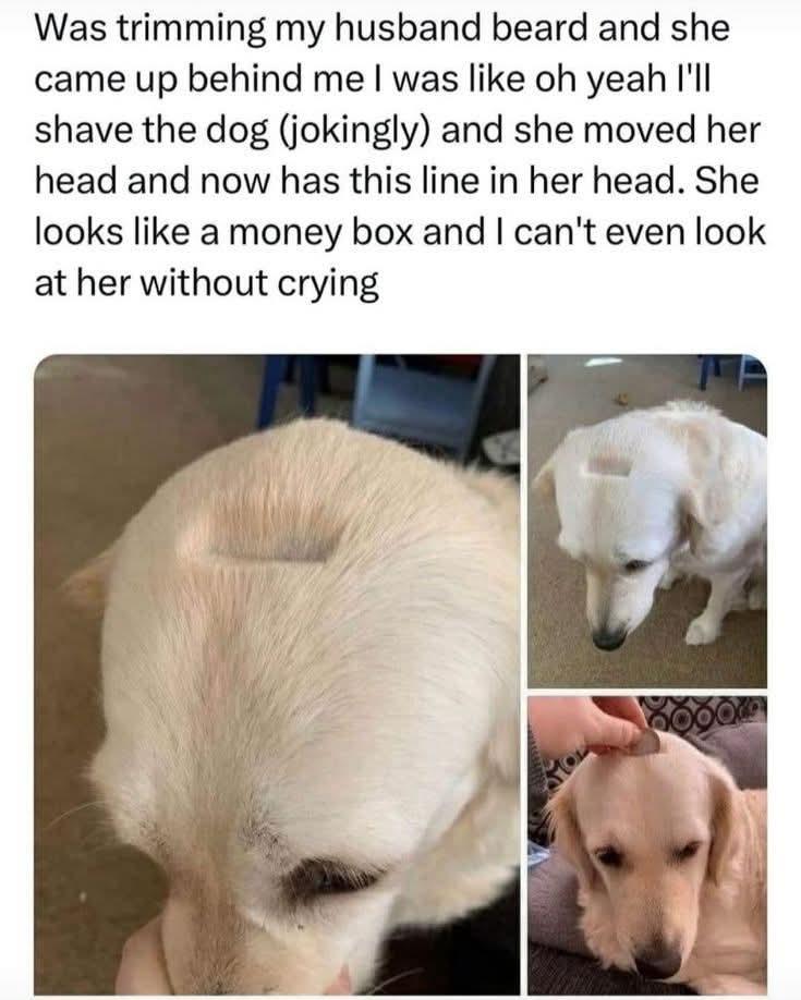 Doggy Bank