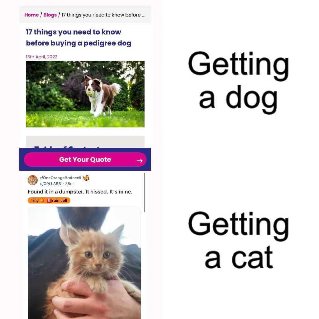 Dogs or cats?