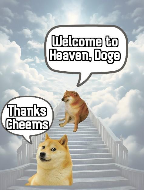 first cheems, now doge