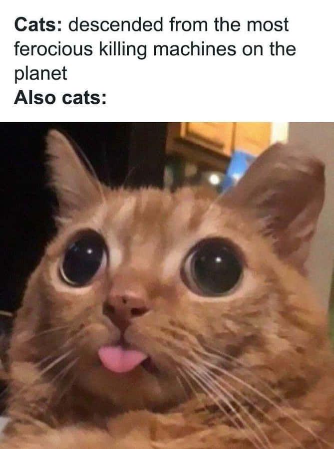 Also cats 🐈 😻