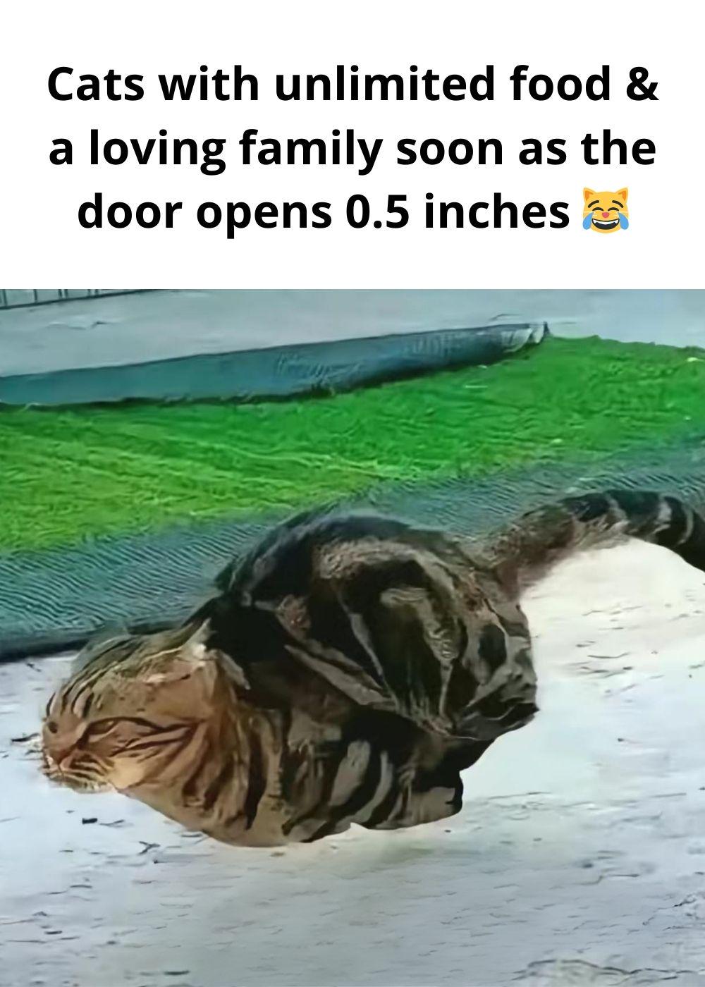 Why are cats like this?