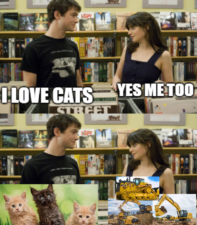 cats are cute little angles