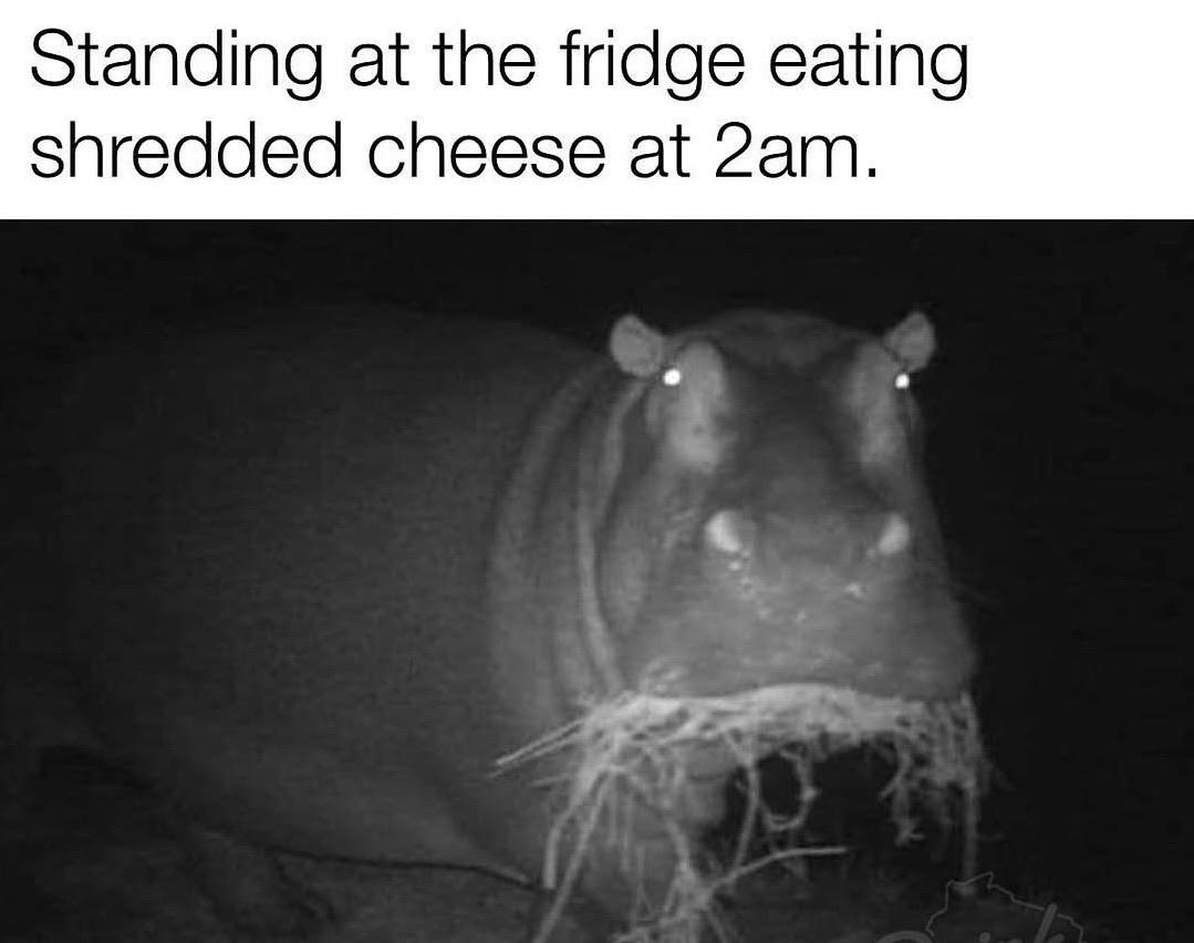 Hungry hungry hippo