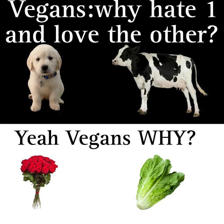 Found this on Threads and it made me laugh