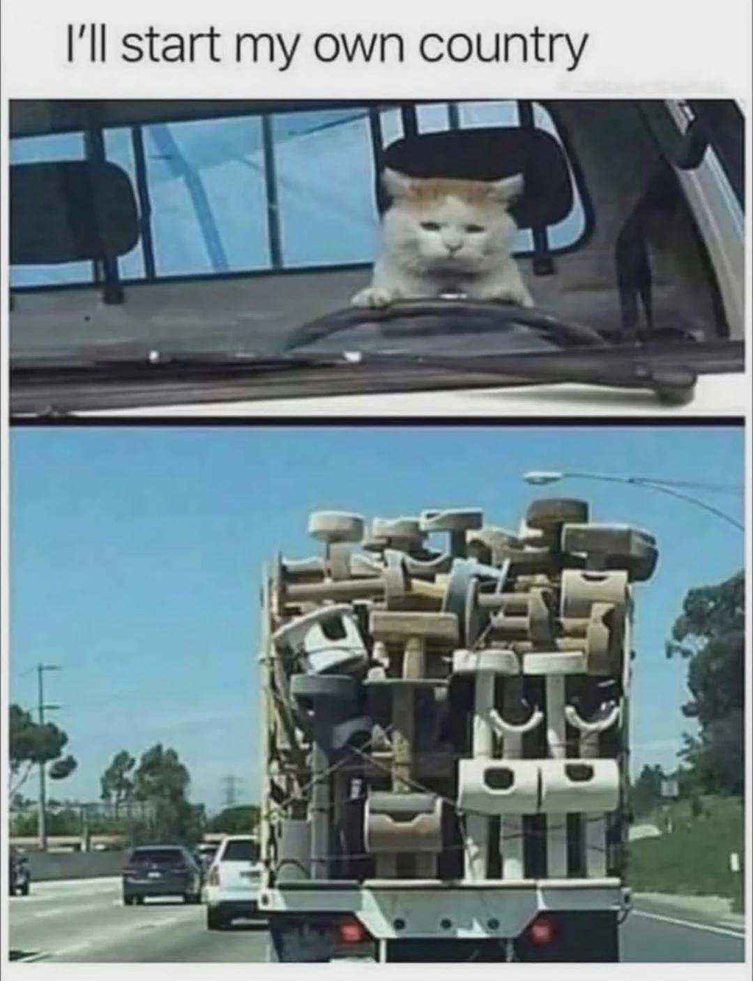 I will start with my cat