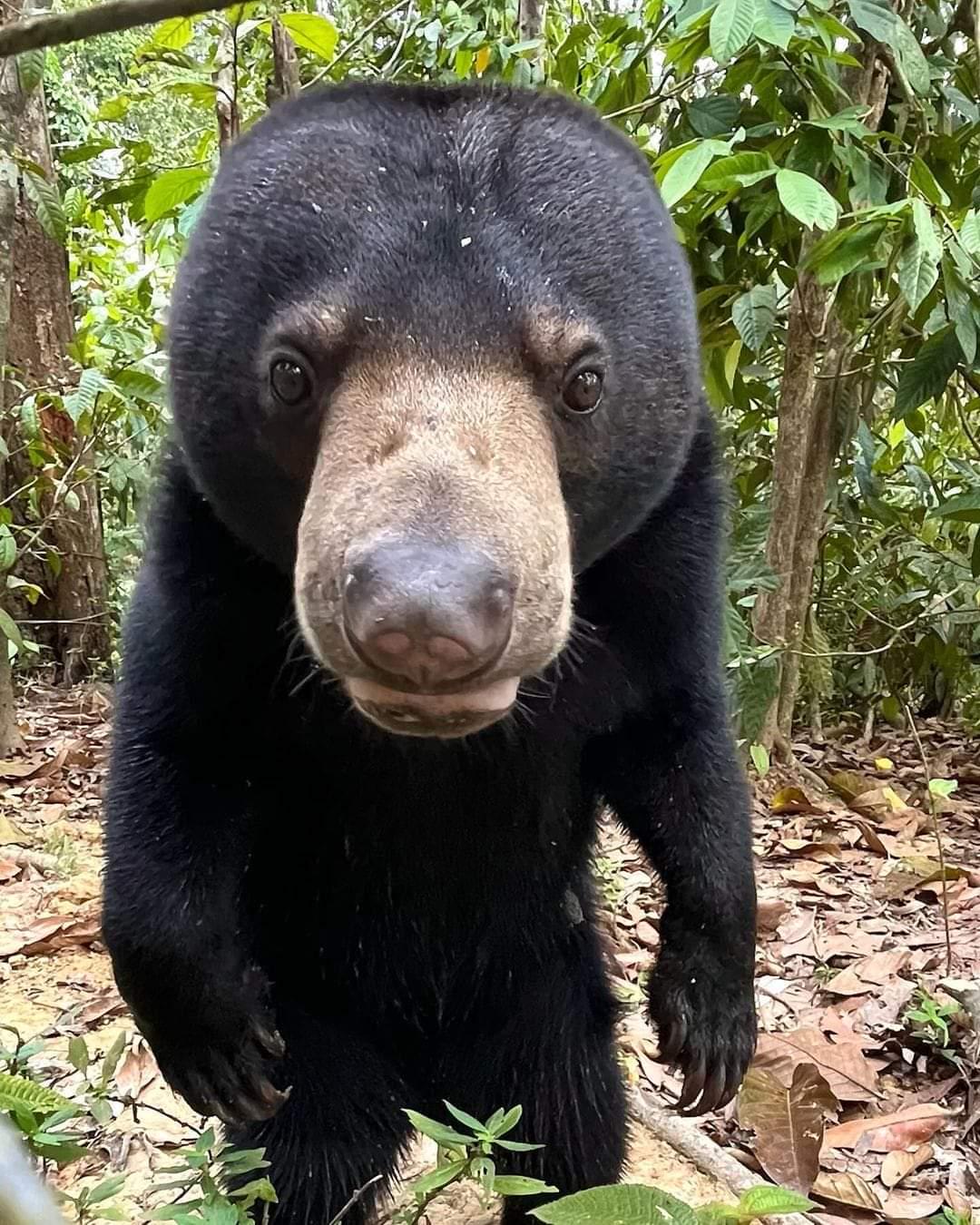 POV: You chose the bear...