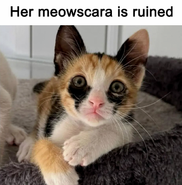 this kitty has a fashion sense