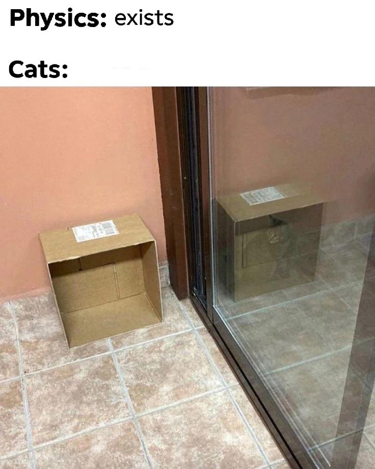 Schrödinger's mirror (cat)