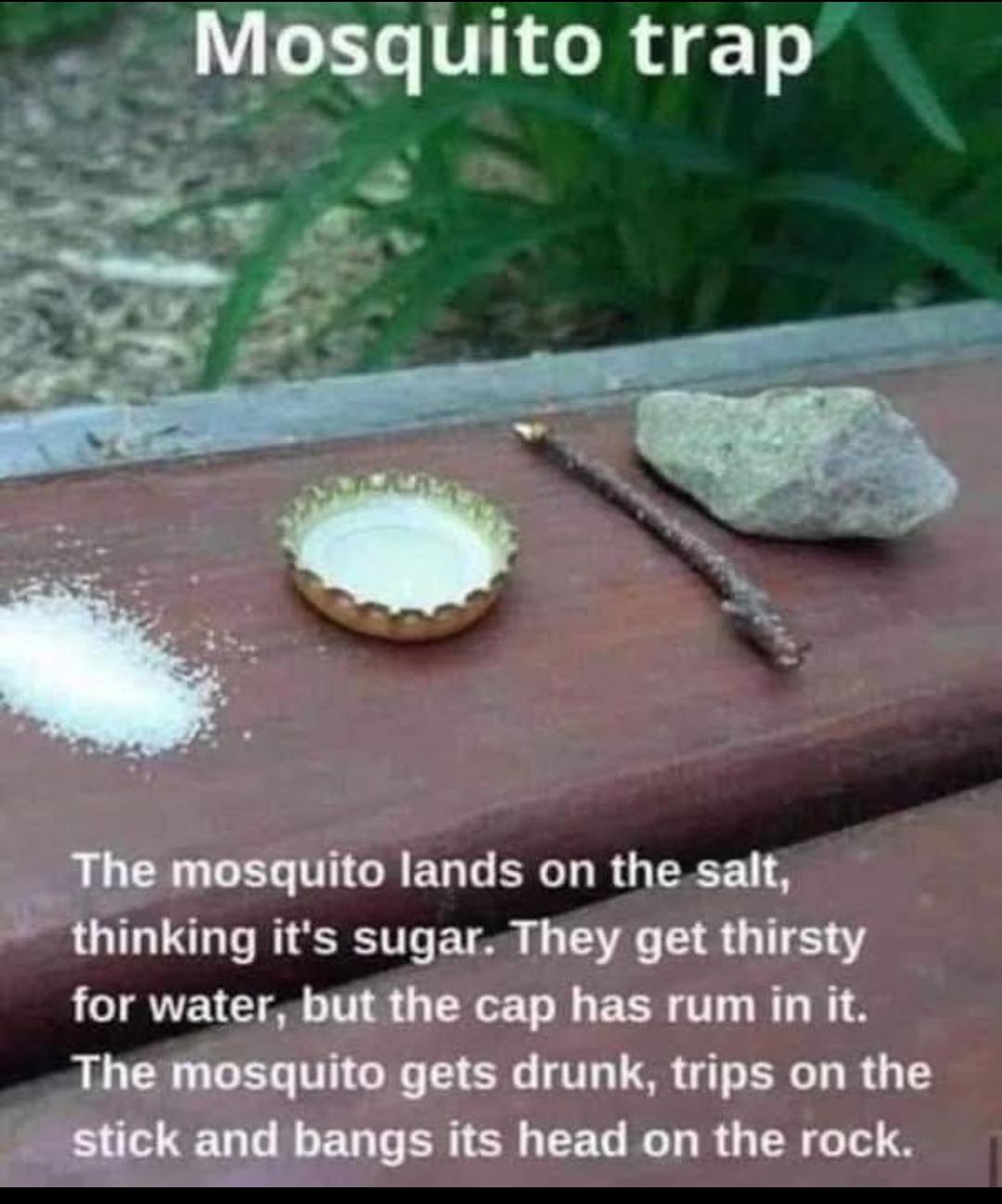 Mosquito trap