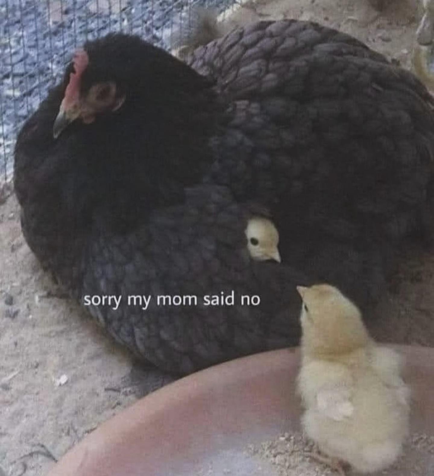Sorry my mon said not