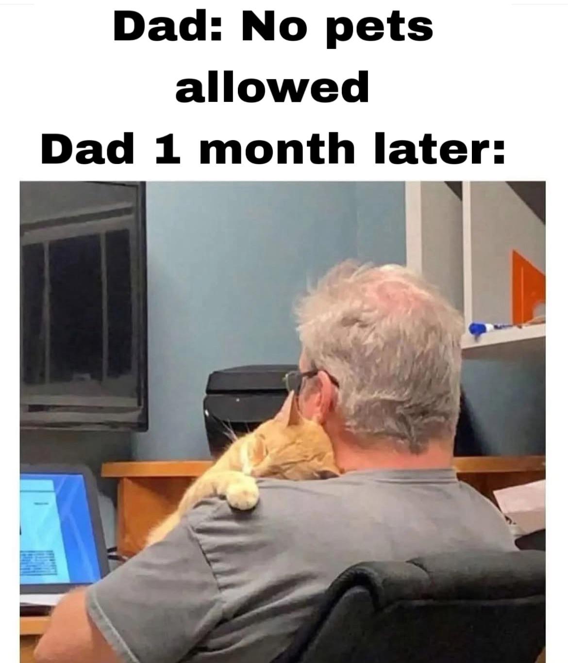 Dad, I want a cat.