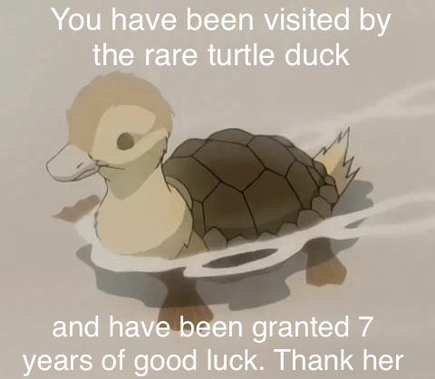Rare turtle duck