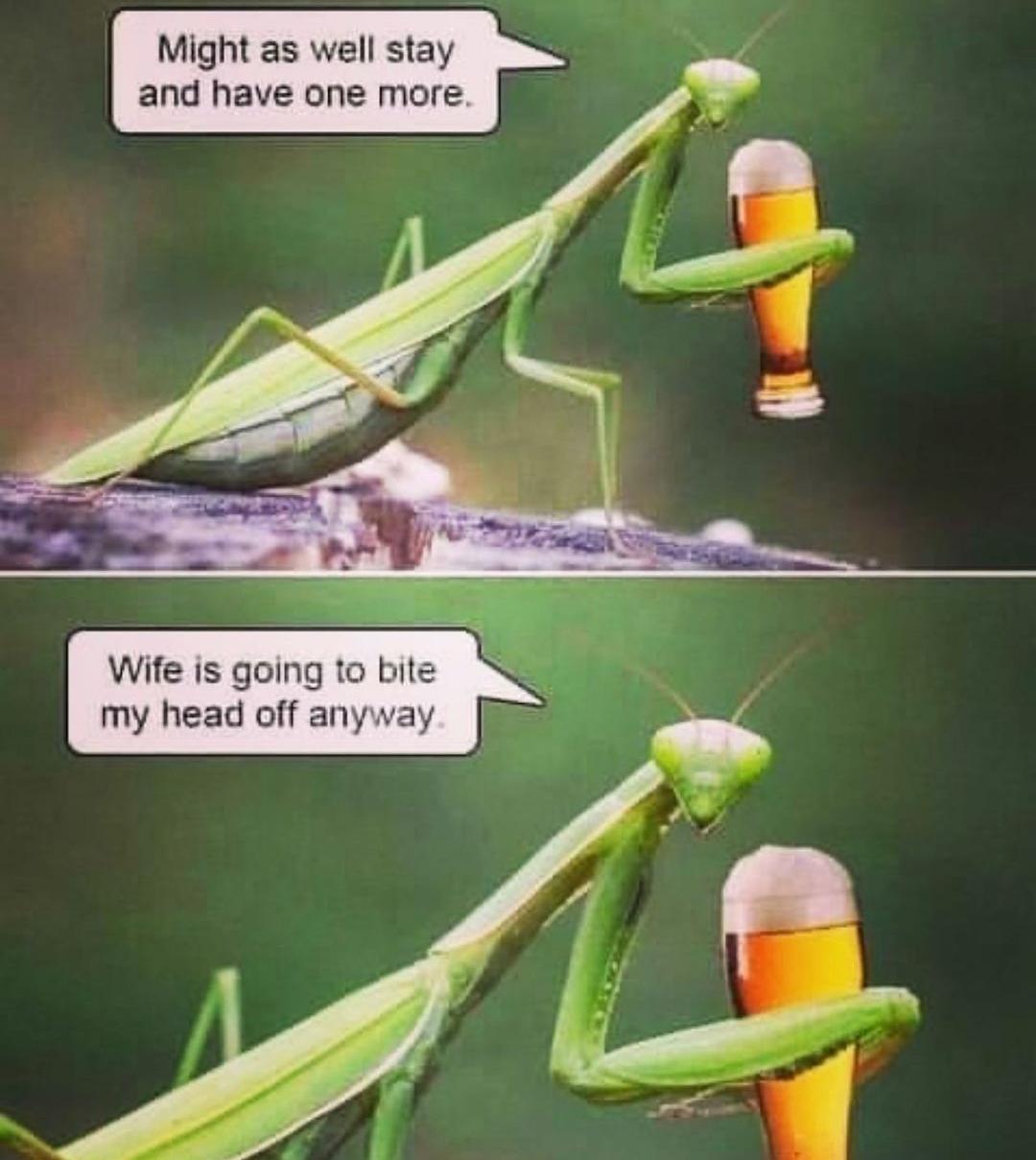 Mantis humor