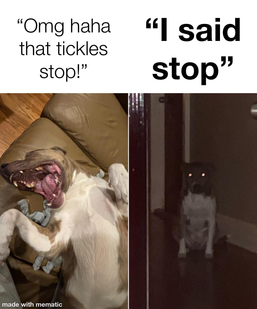 This dog is so photogenic it’s crazy