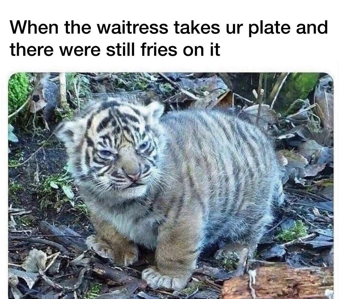 Fries are the best part..