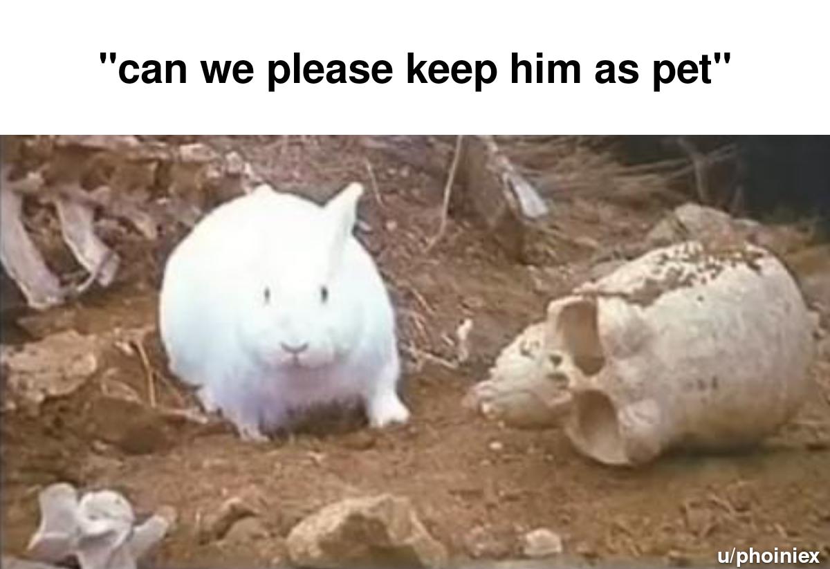 Killer rabbit