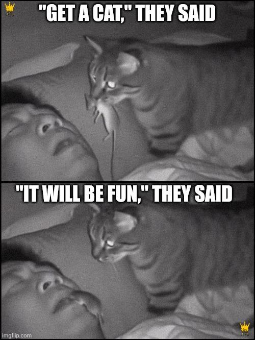 Get a cat, they said