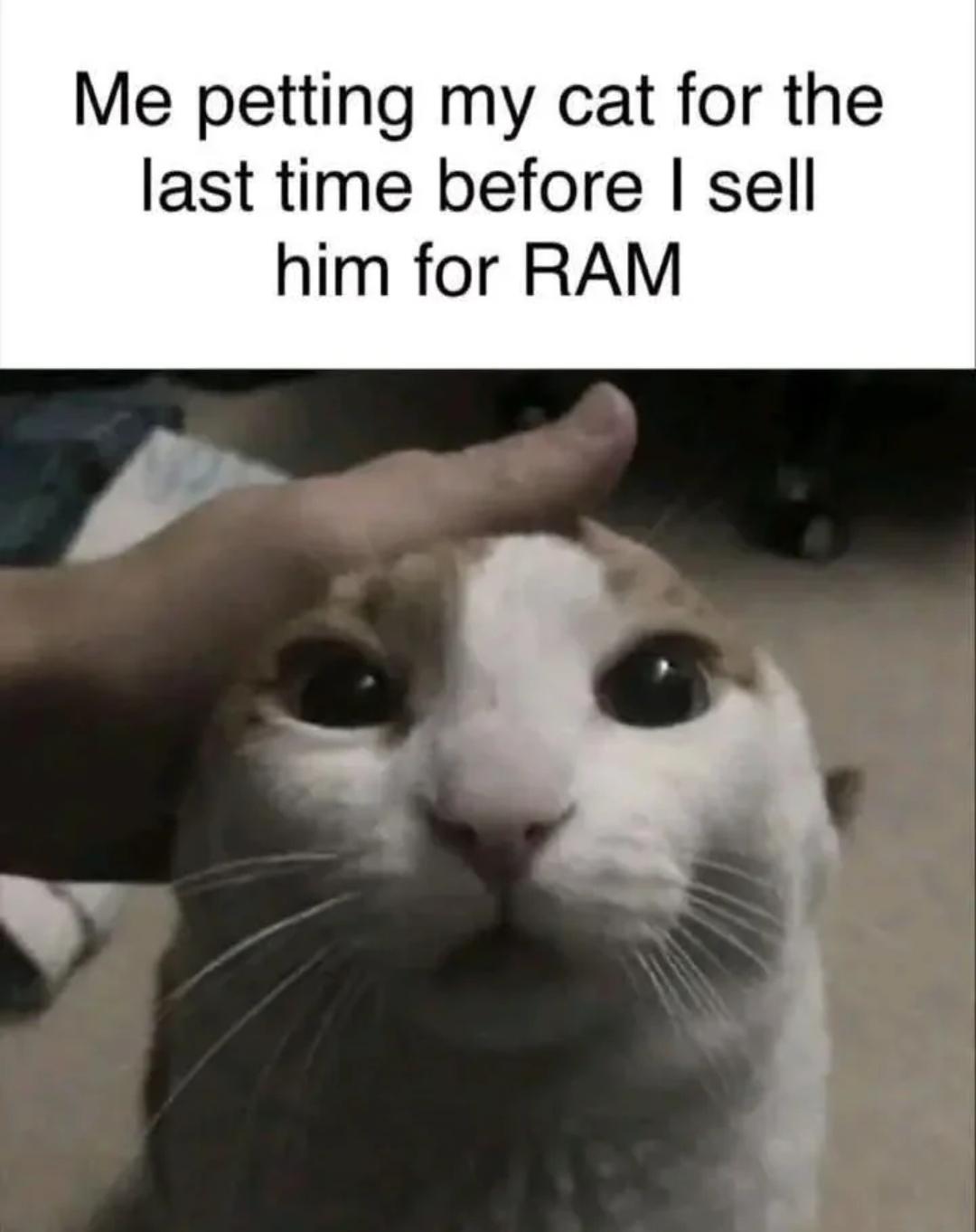 Ggs to my cat