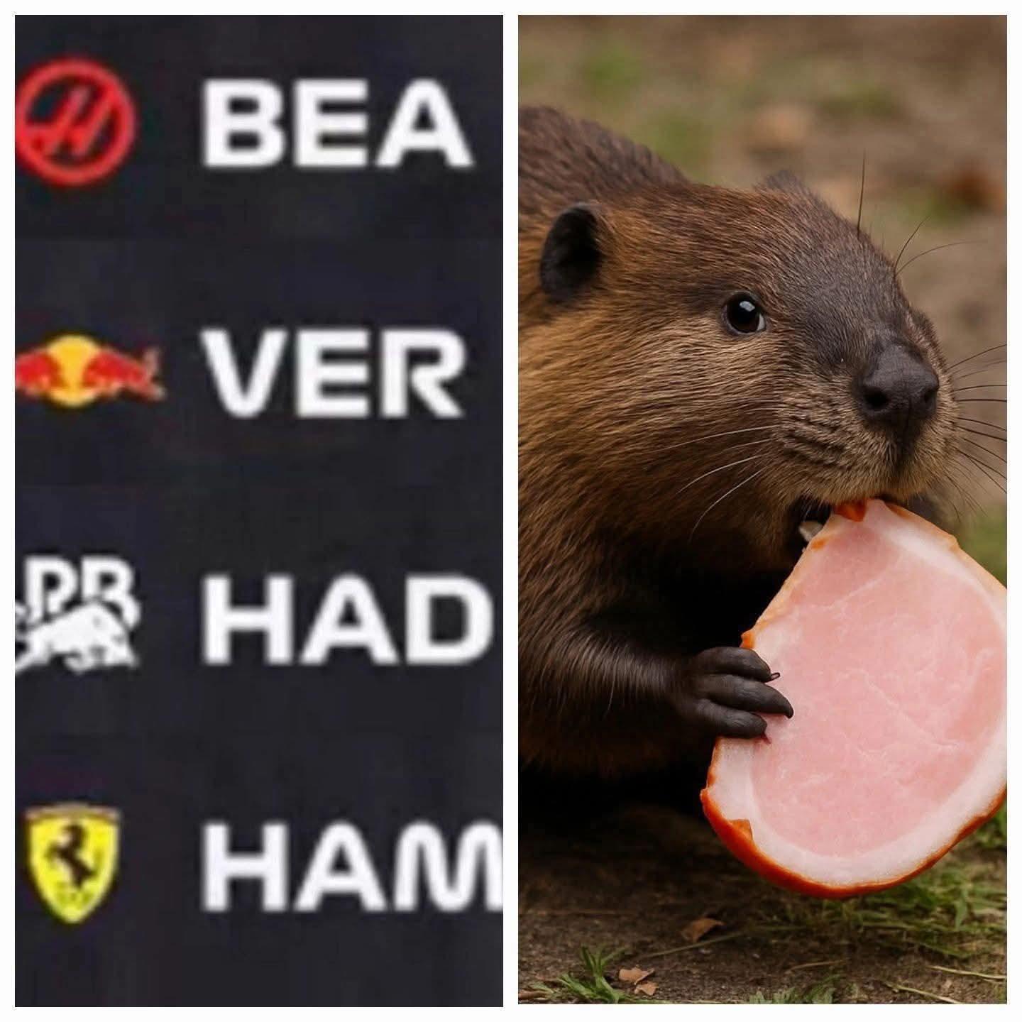 The beaver had ham