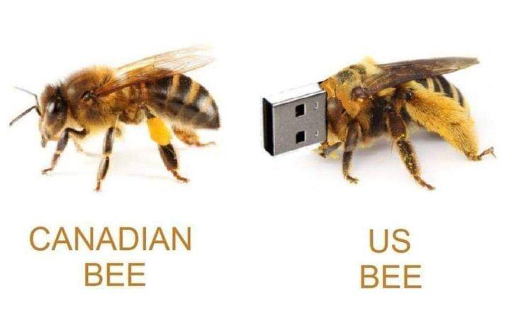 US BEE 🐝🍯🐝