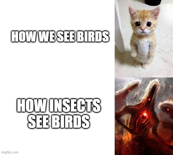 Bird Relativism