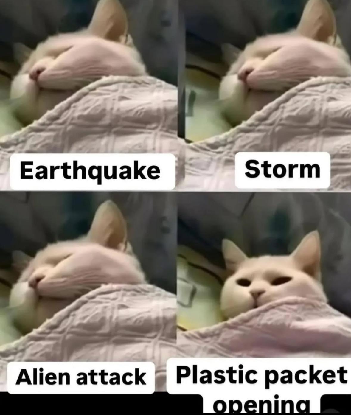 Can confirm, cat.
