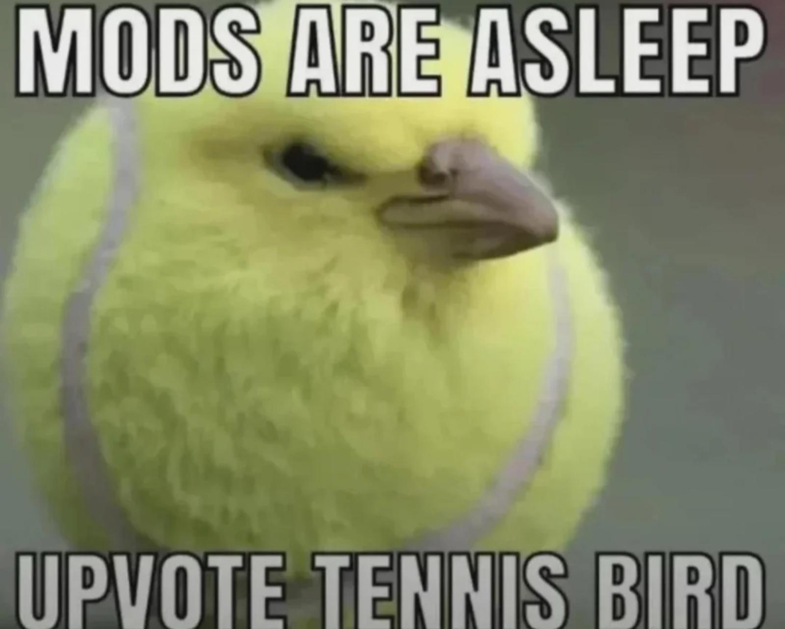 Do it for the birb