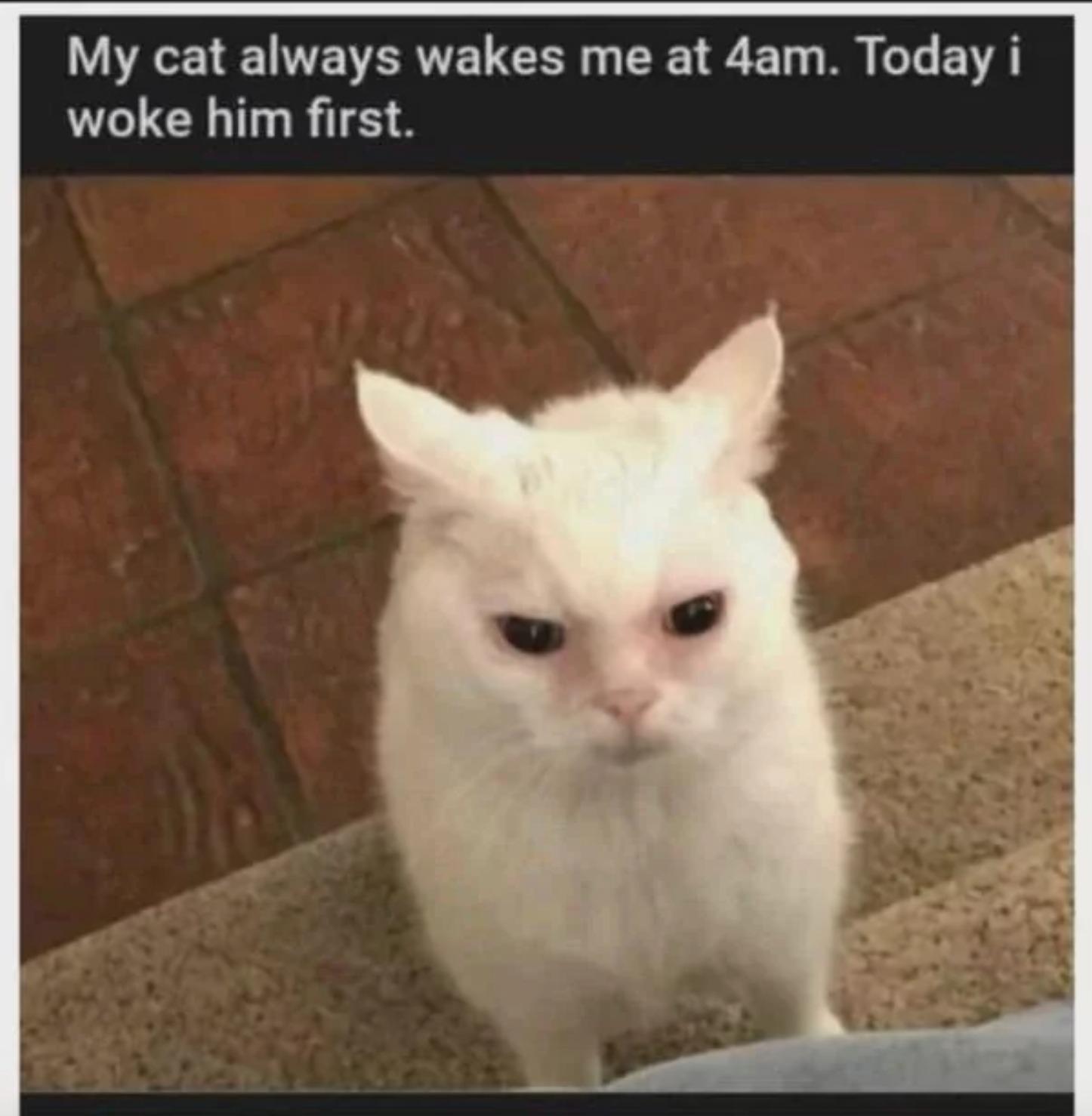 Looks like you don't like it