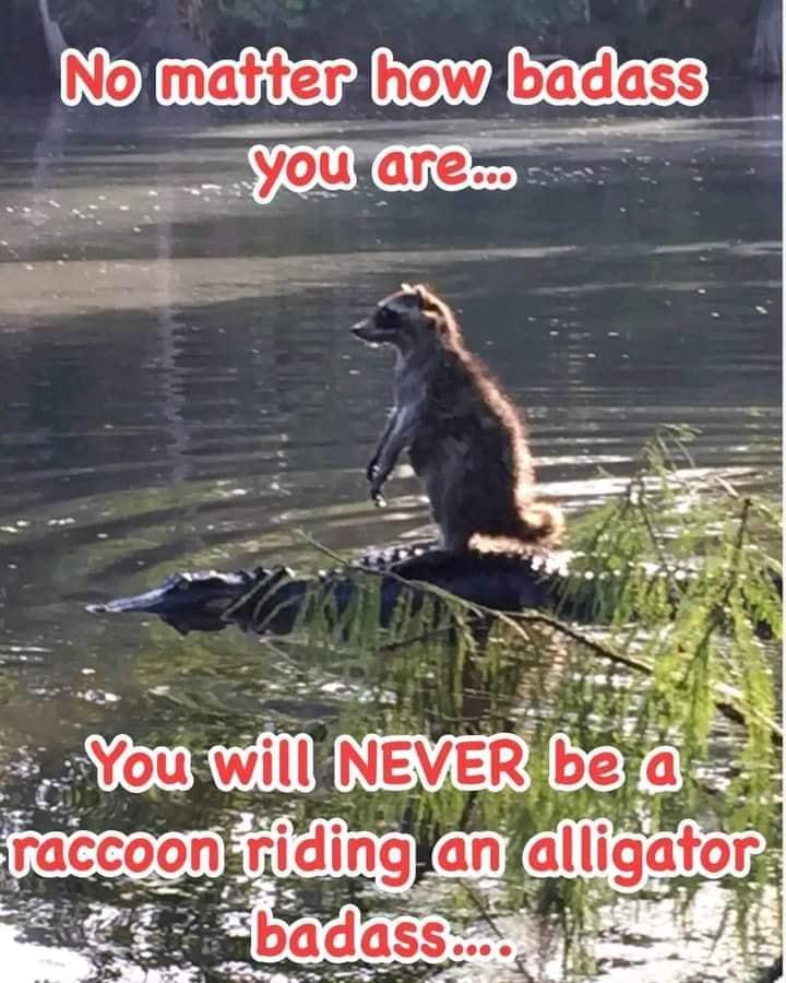 Alligator Ferry