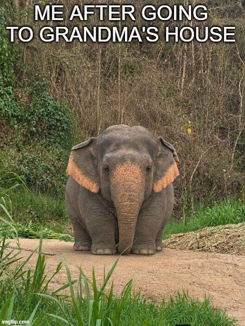 chungus elephant