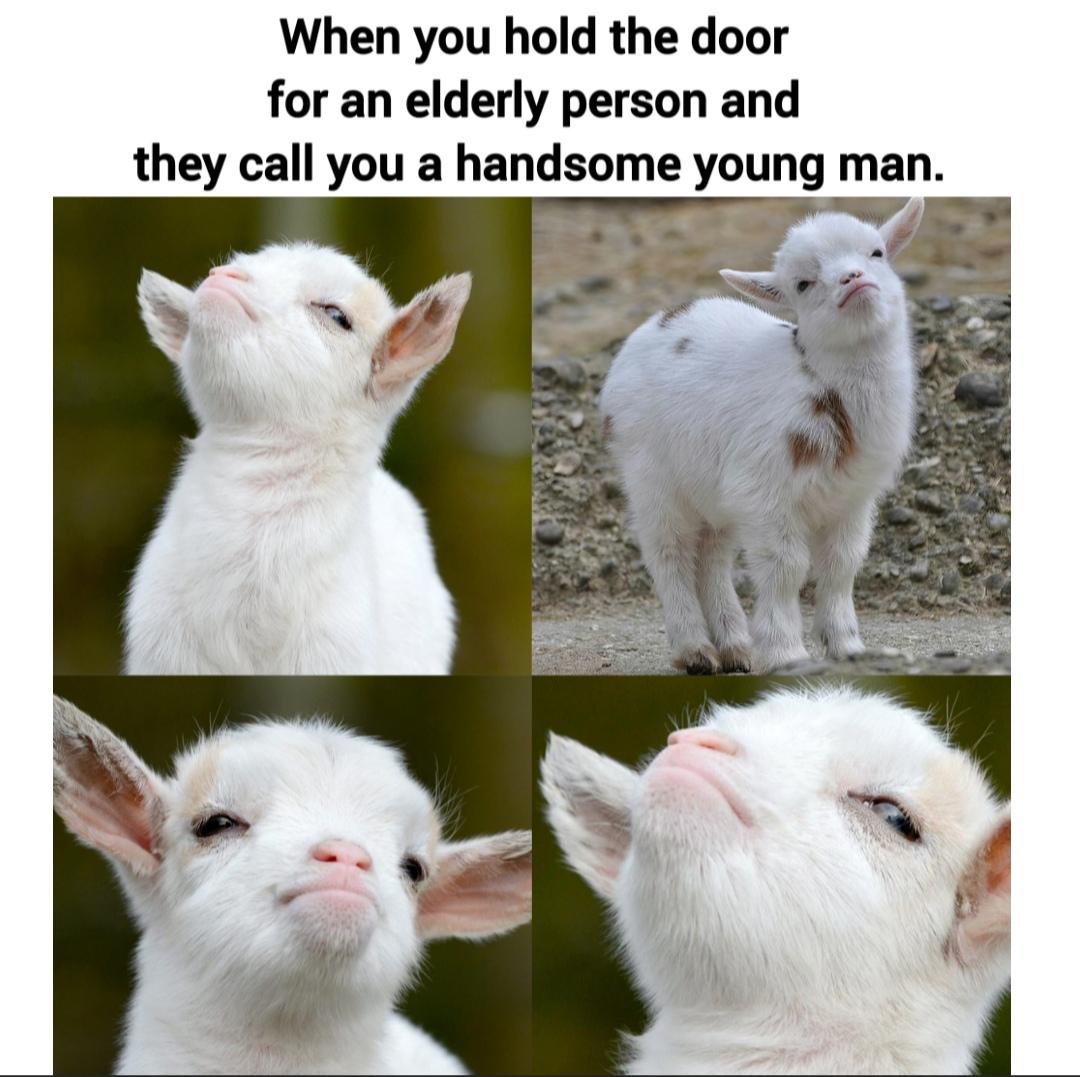 Wholesome meme