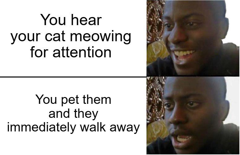 Cats be like