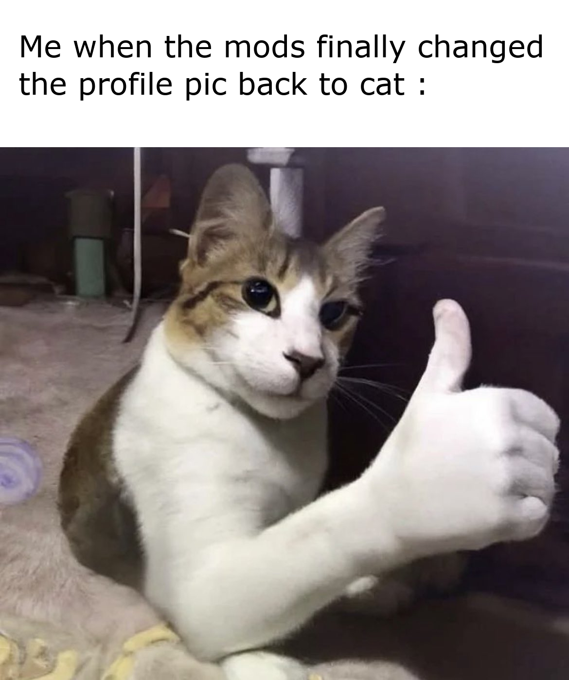 Cat Gang