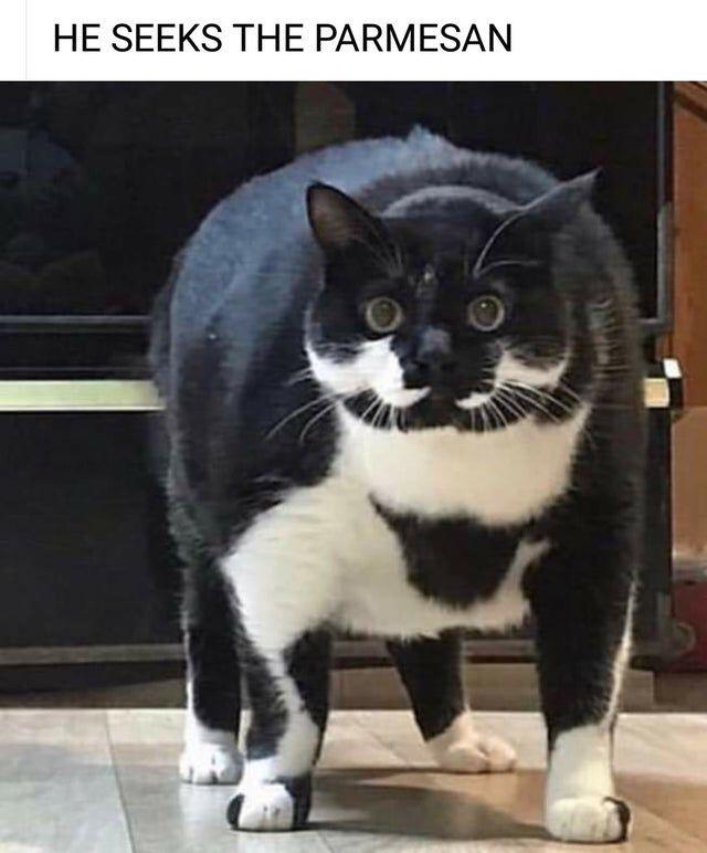 Parmesan cat.
