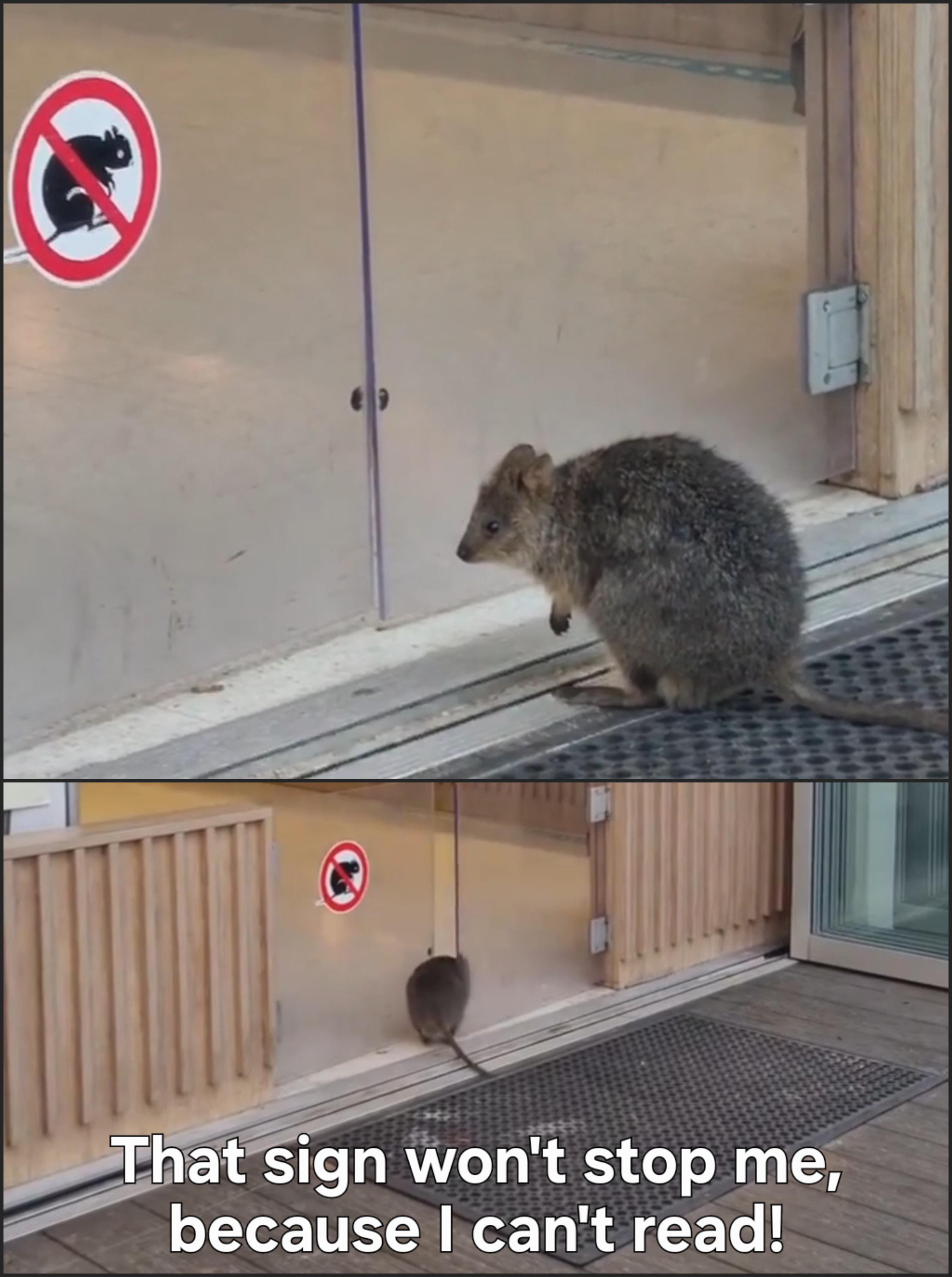 He is too cute to follow rules