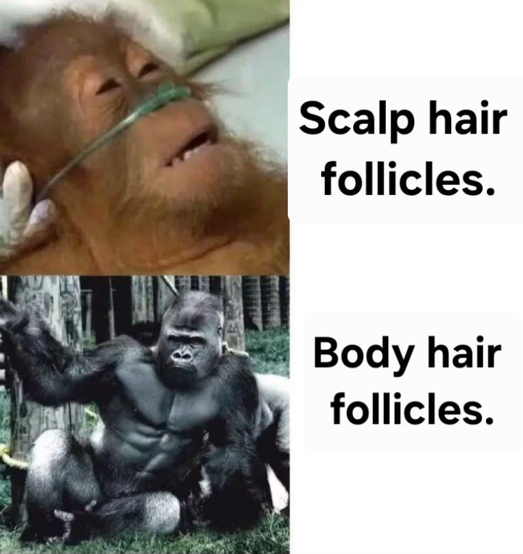 Hair follicles