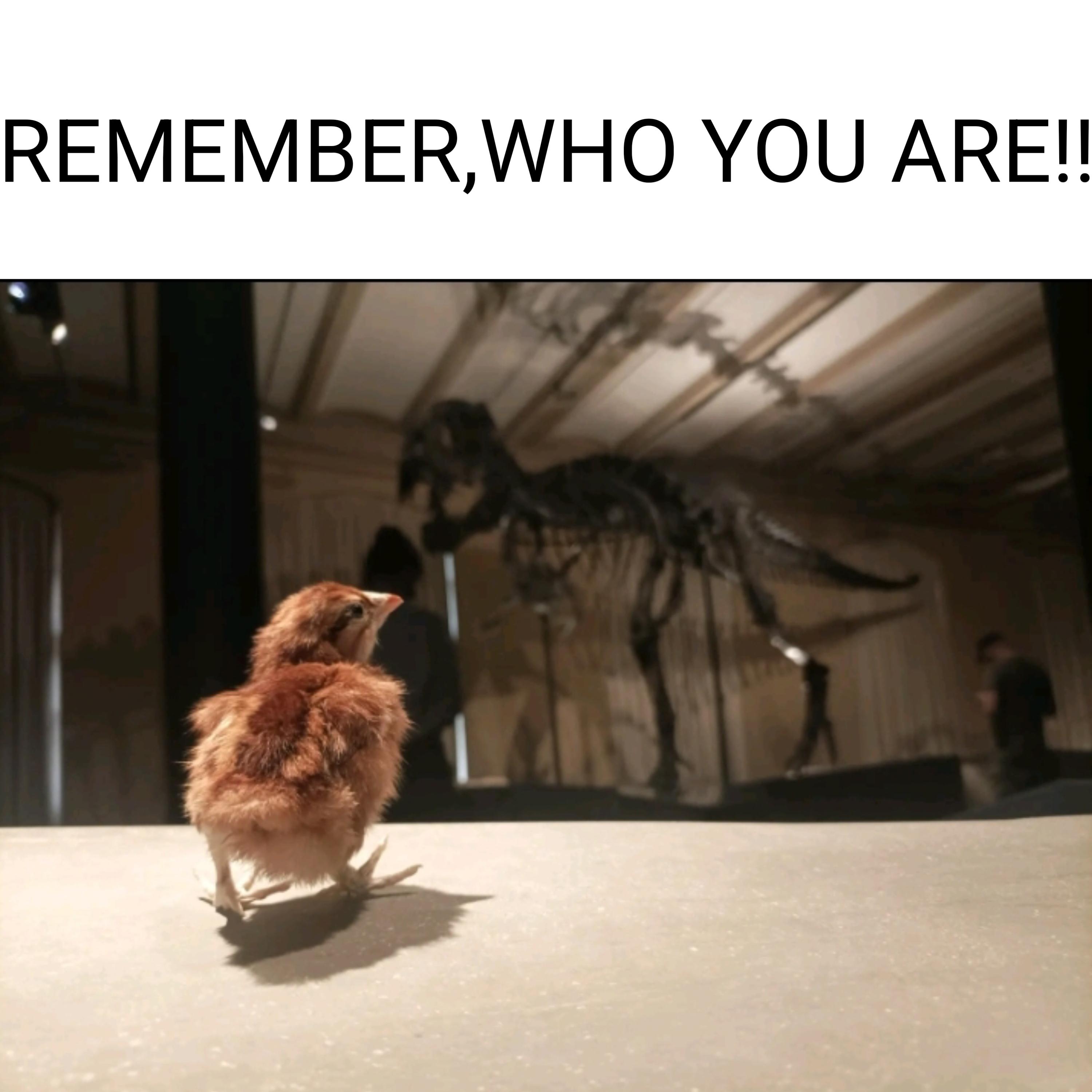 cock-a-doodle-doo!!