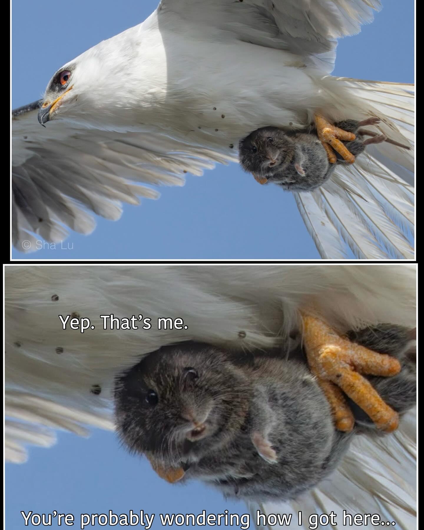 I couldn’t help myself.